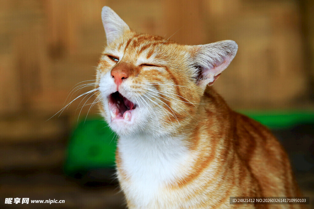 打哈欠的橘白猫咪