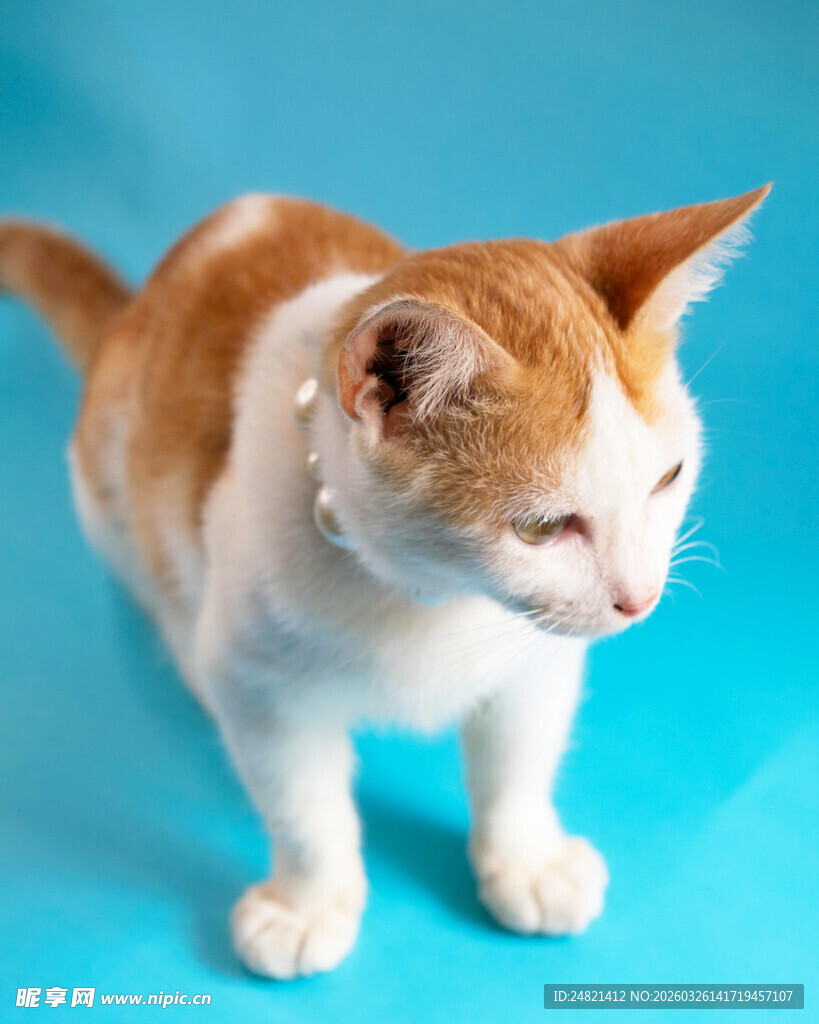 蓝背景下的橙白猫咪