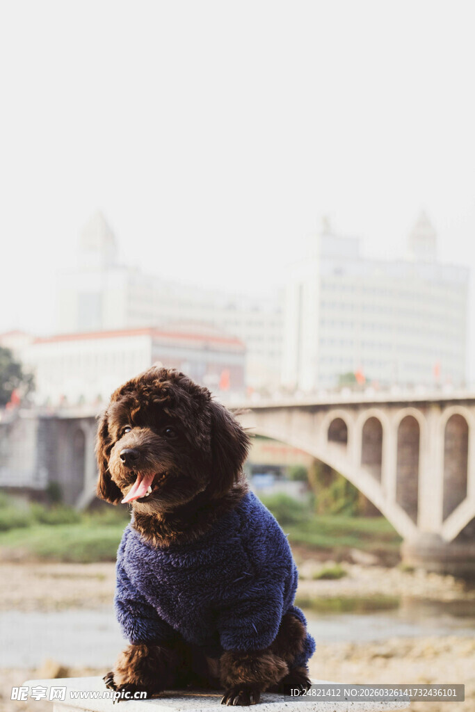 河边穿蓝衣的可爱小狗
