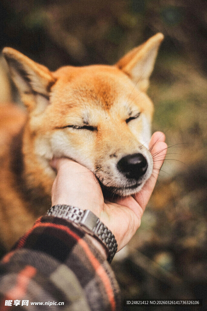 手托闭眼柴犬超治愈