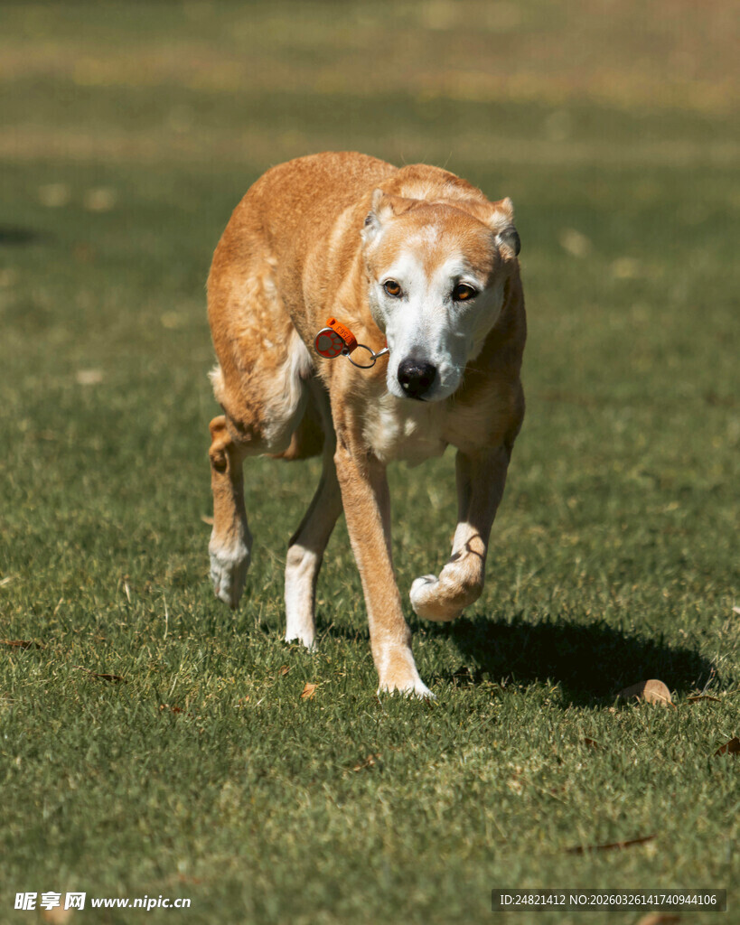 草地奔跑的活力狗狗
