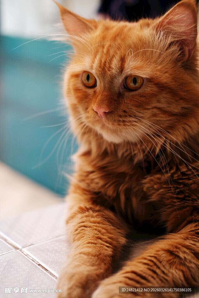 慵懒橘猫惬意趴坐