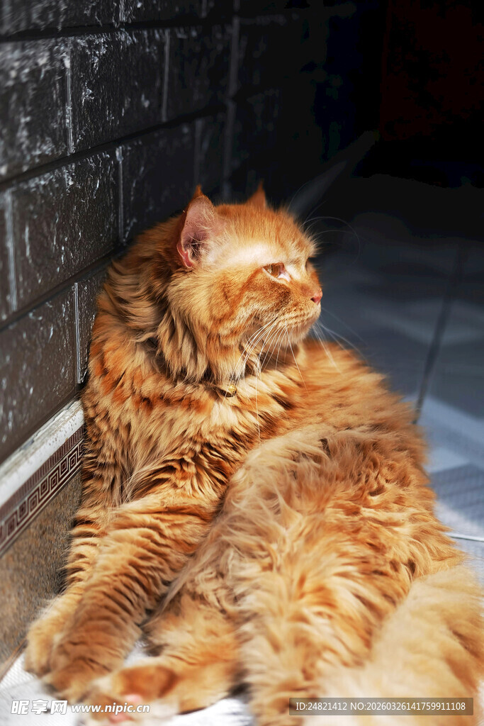 橘色长毛猫慵懒靠墙