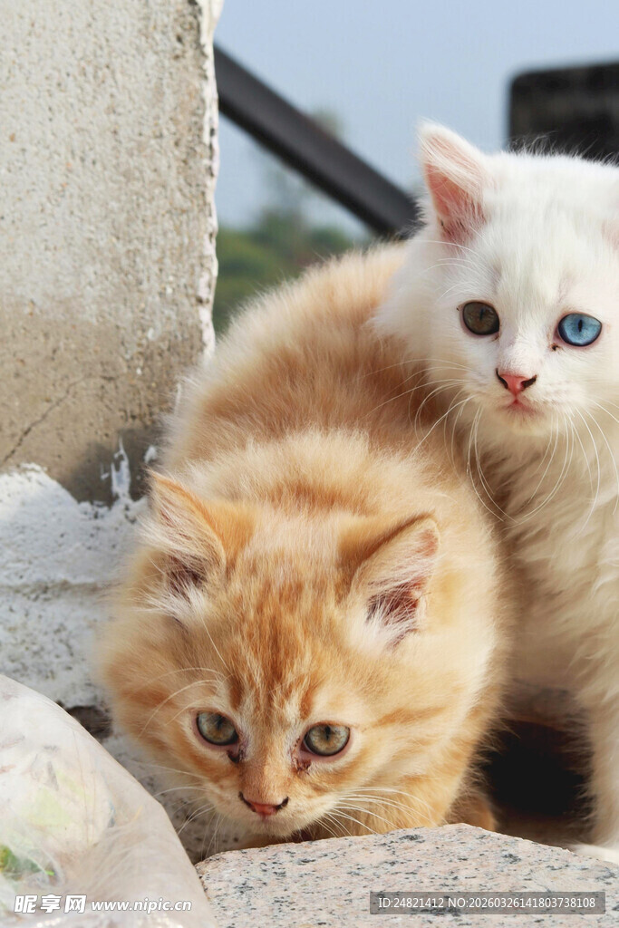 依偎的双色猫咪