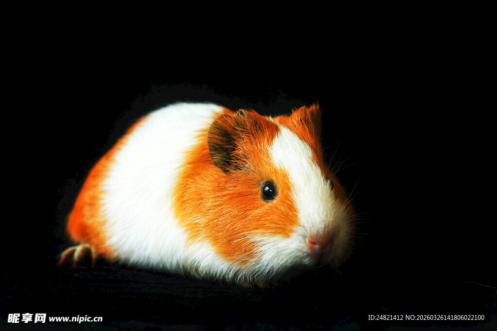 橙白相间的可爱豚鼠