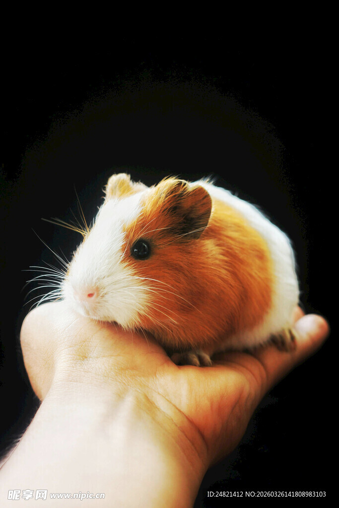 手心里的可爱小仓鼠