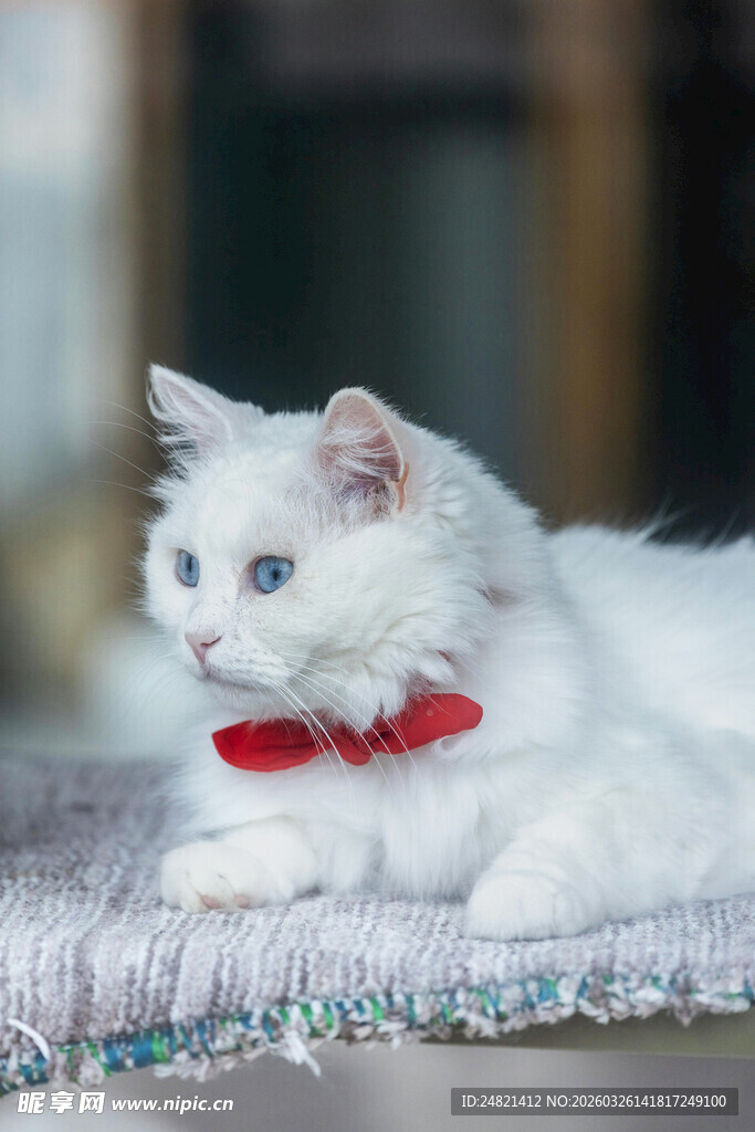 戴红领结的可爱小白猫
