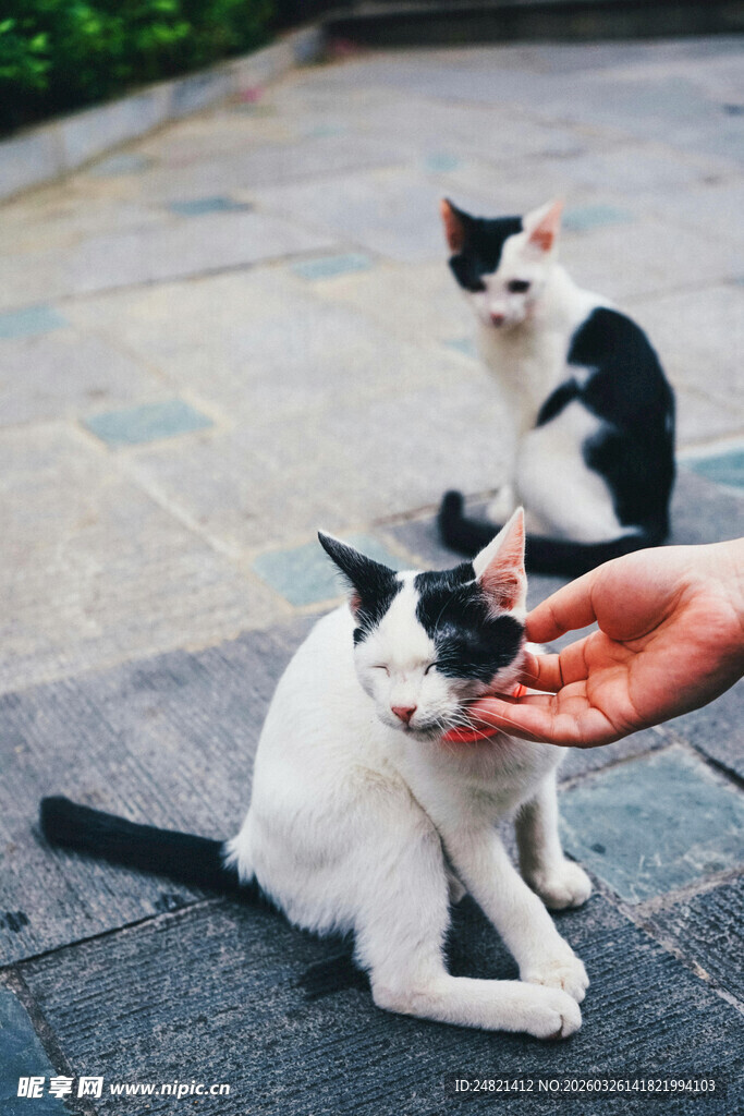 人与萌猫互动瞬间