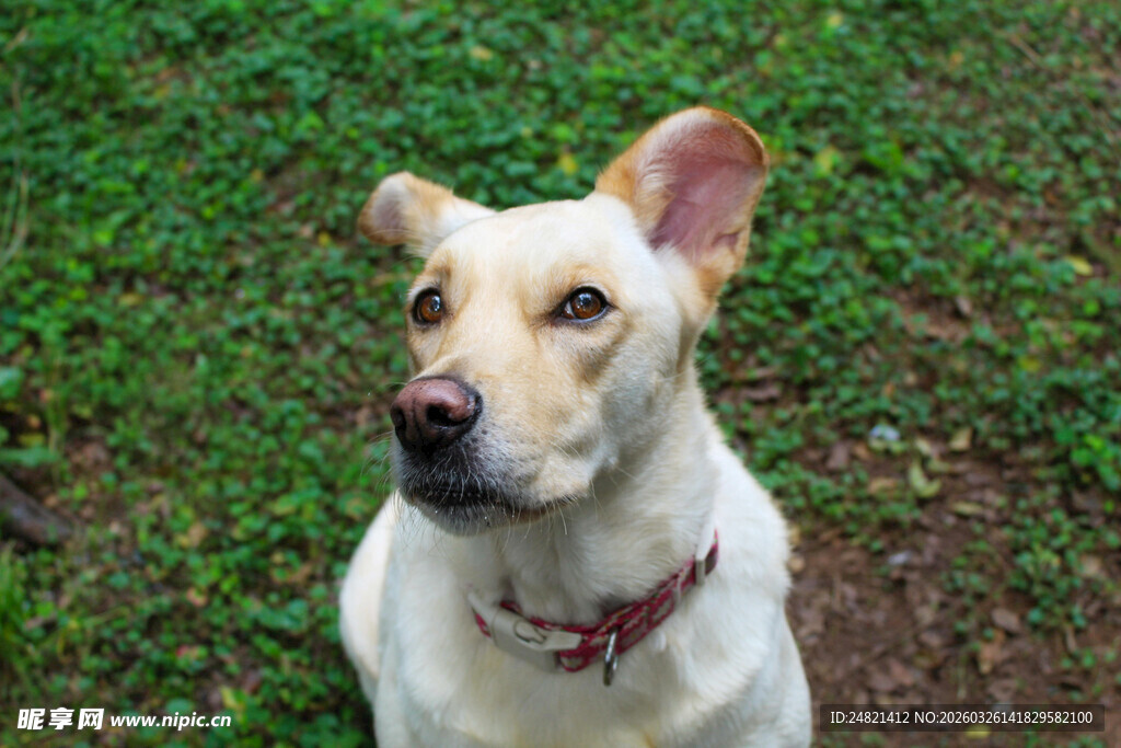 草地中的可爱白狗