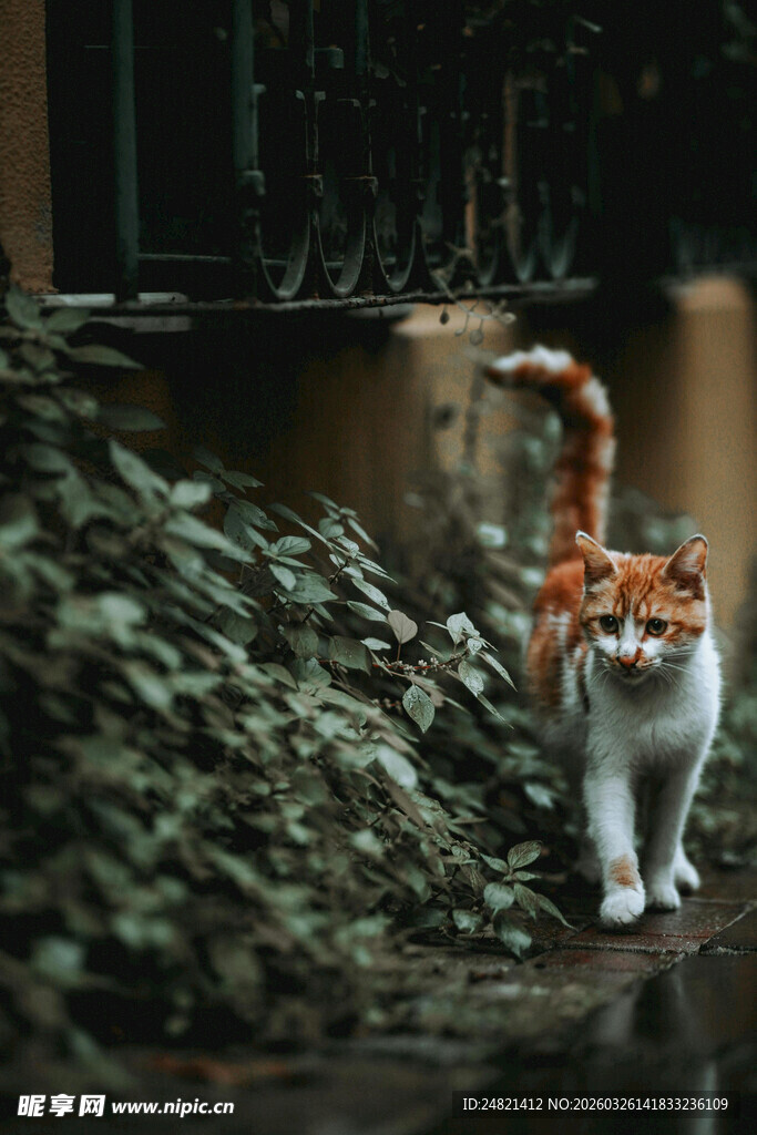 雨中漫步的三色猫咪