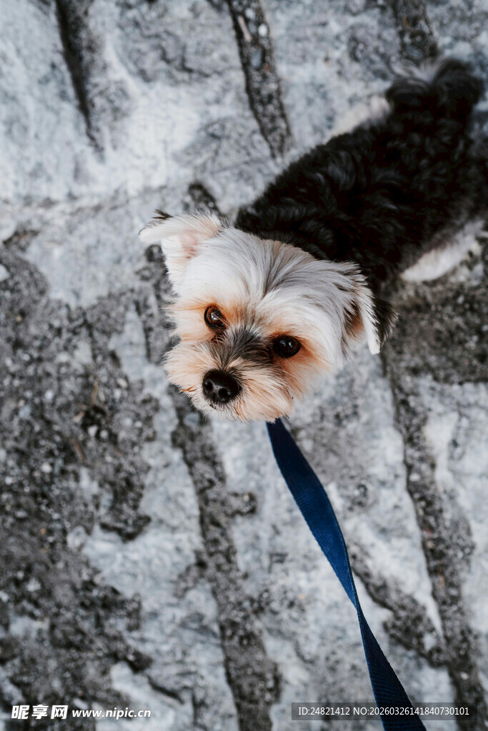 雪地中被牵引绳拴着的小狗