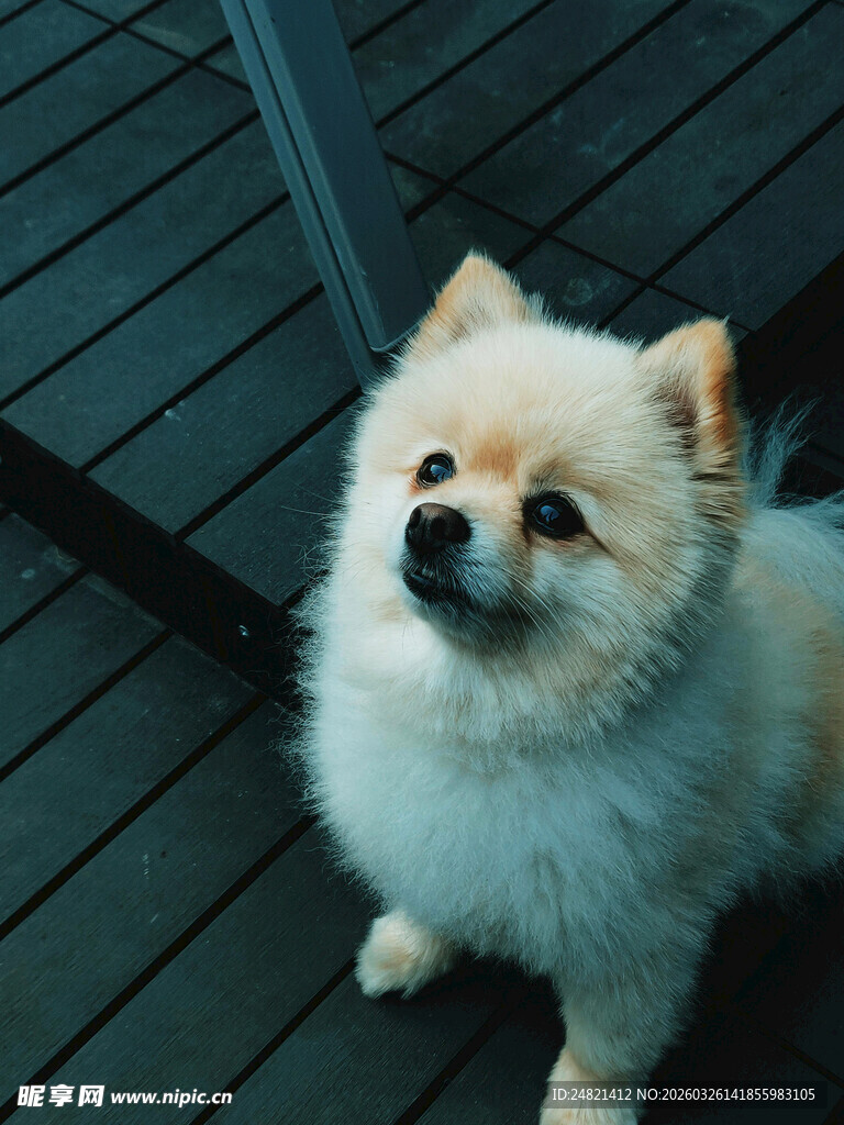 可爱博美犬抬头望视角
