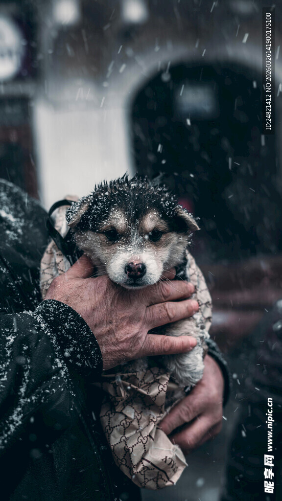 雪中被捧抱的可爱小狗
