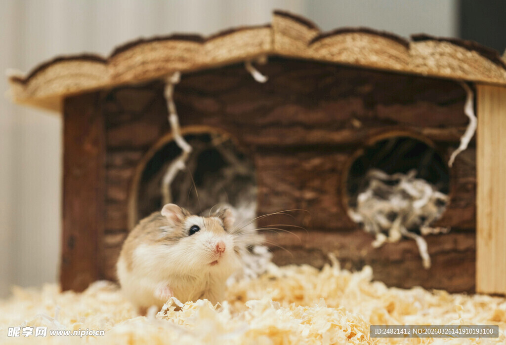 仓鼠在木屋中玩耍