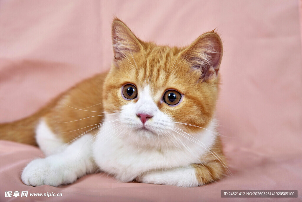 橘白猫咪可爱躺姿