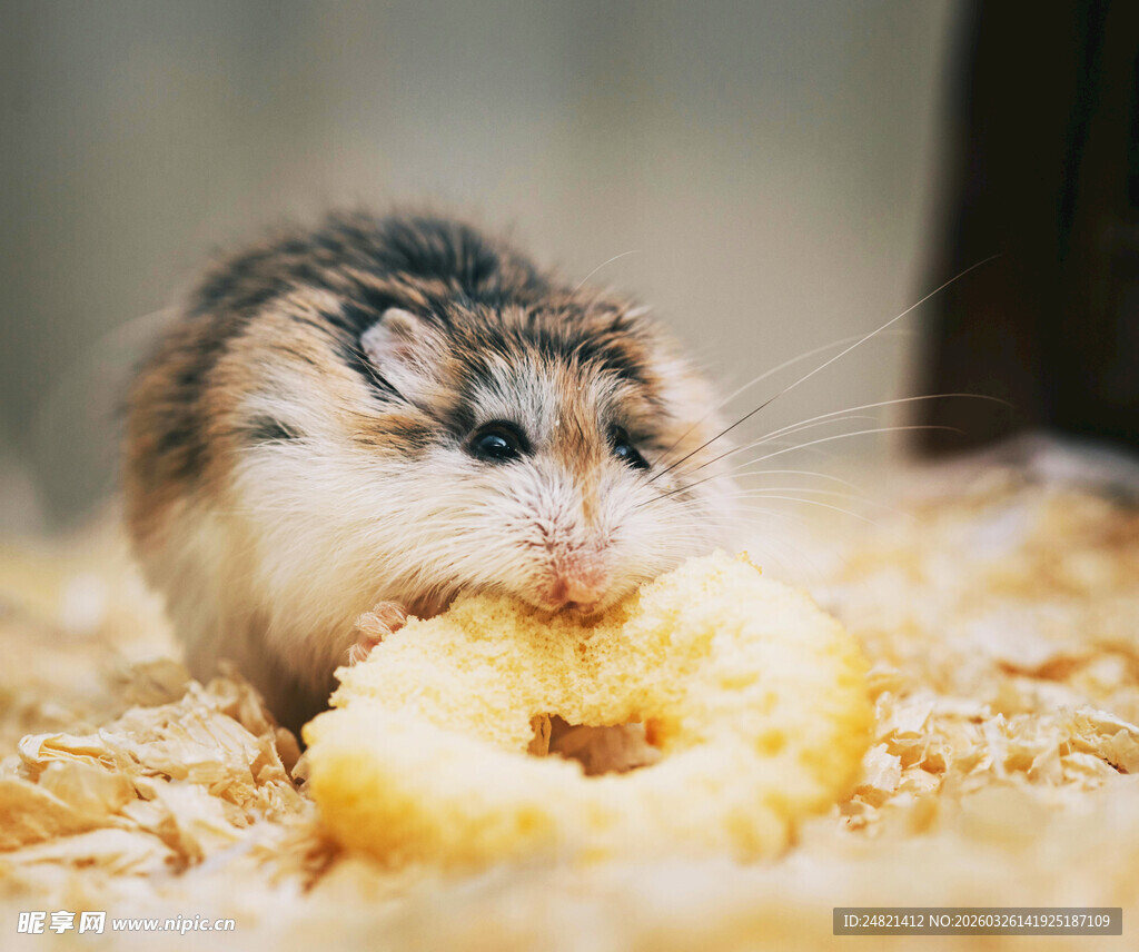 仓鼠啃食美味食物