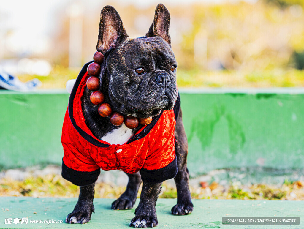 穿红衣的可爱法国斗牛犬