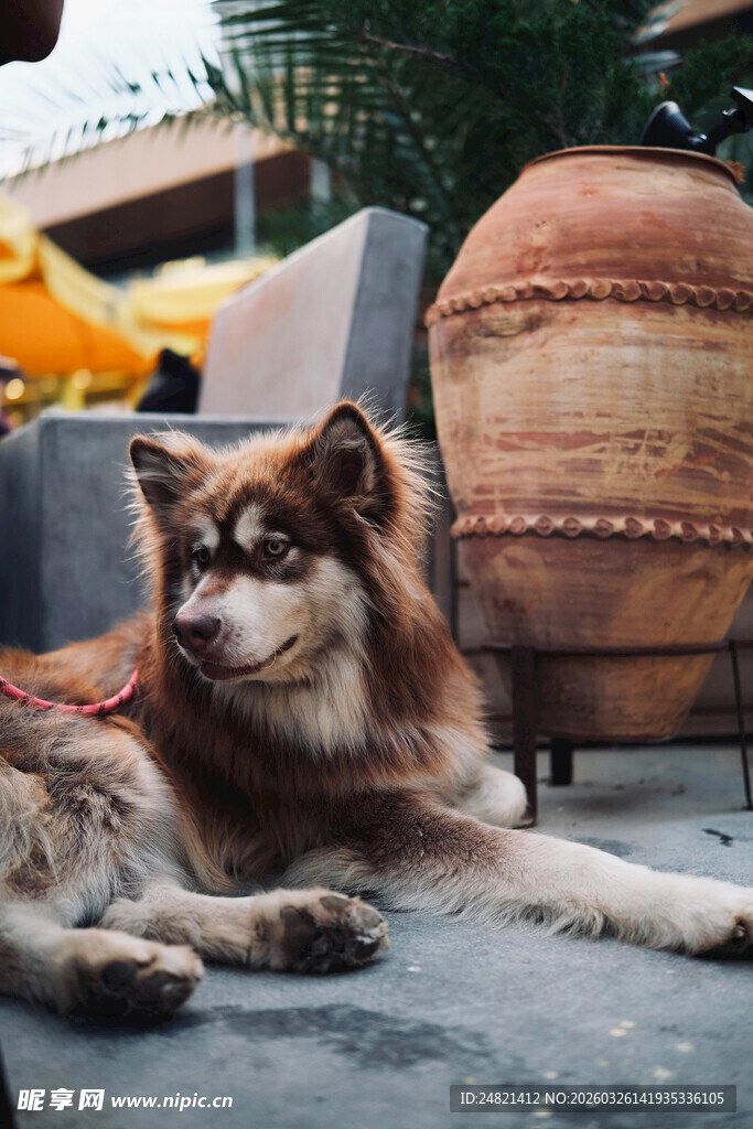 阿拉斯加犬悠闲趴地休憩