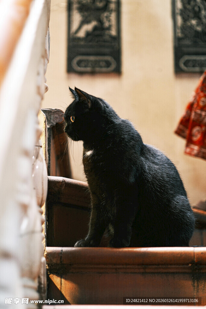 黑猫坐于楼梯凝视远方