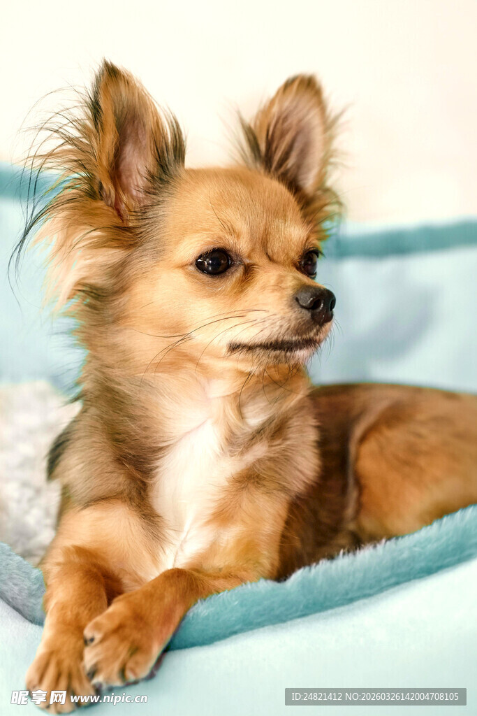 可爱吉娃娃惬意躺卧