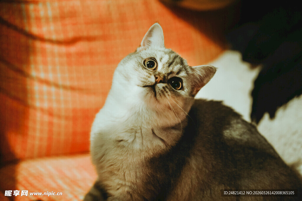 沙发上的可爱猫咪