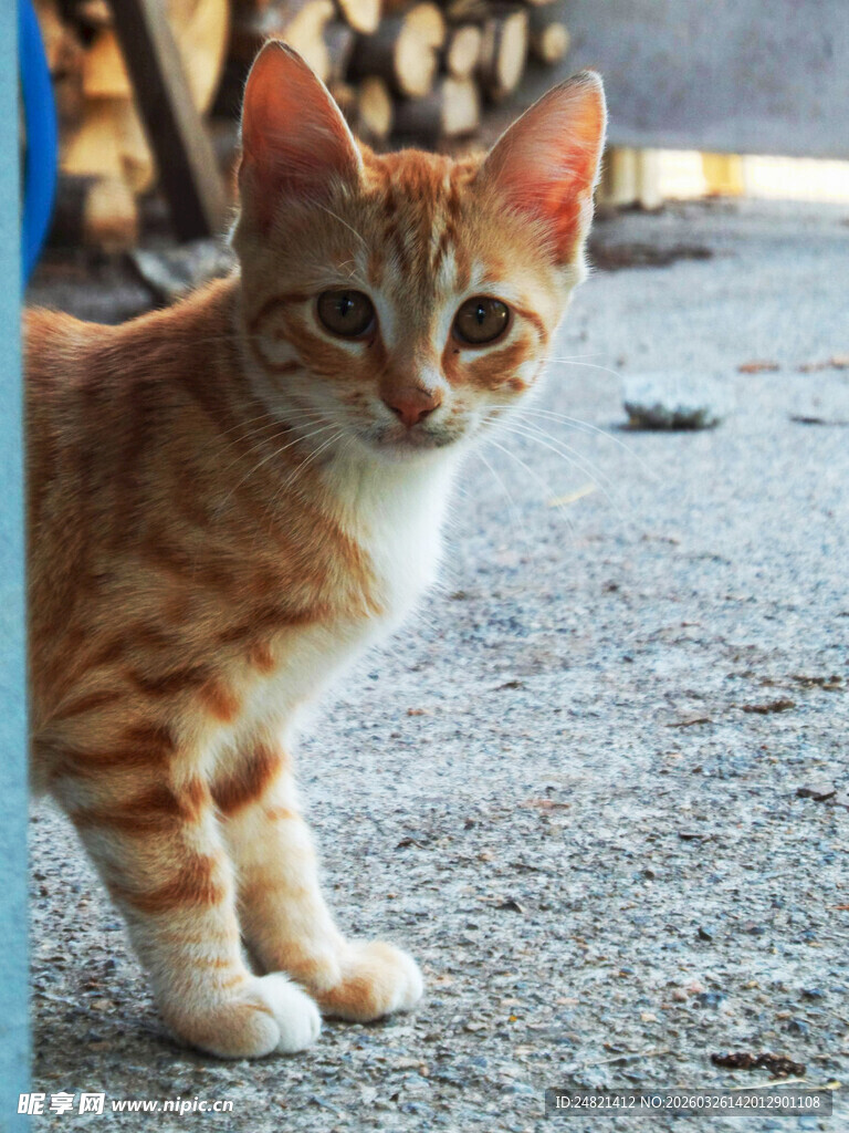 橘白小猫站在砂石地面上