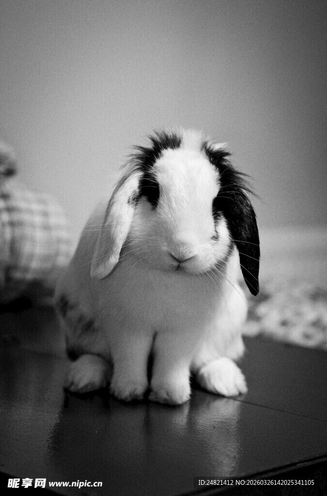 可爱黑白小兔乖巧端坐