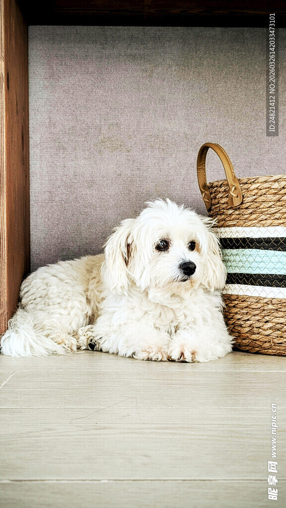 可爱白小狗靠墙惬意休憩