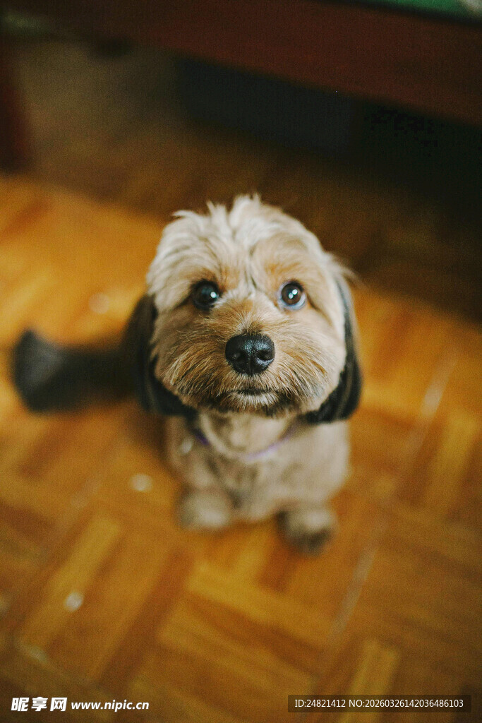 可爱小狗坐于木地板上