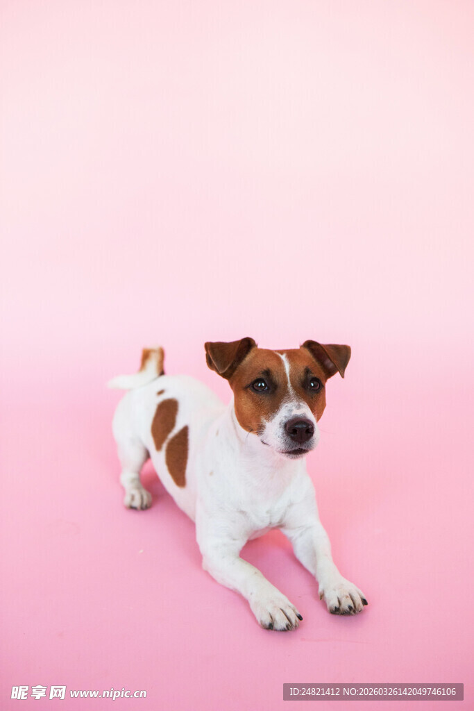 趴着的棕白相间可爱小狗