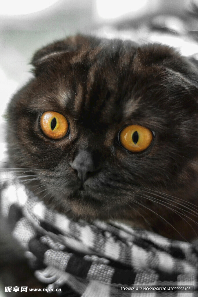裹格子布的可爱折耳猫