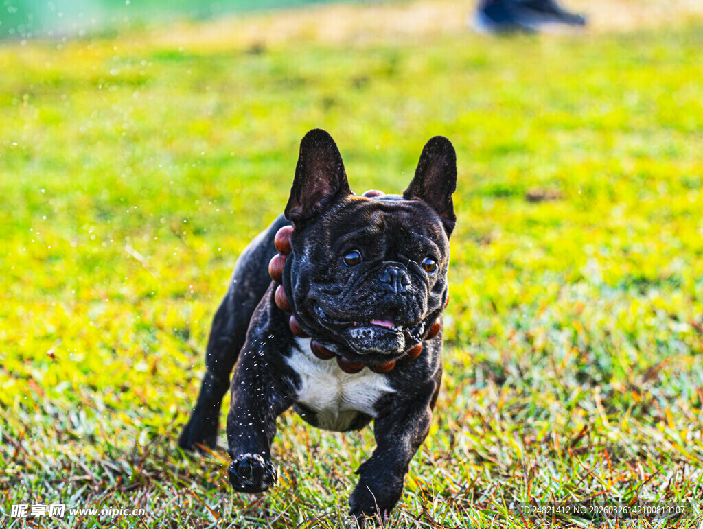 草地上奔跑的黑色法斗犬