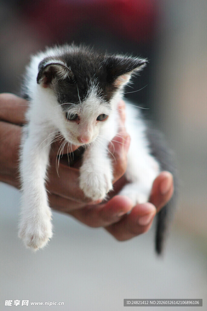手托可爱黑白小奶猫