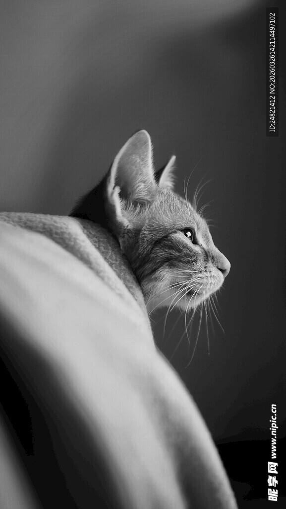 裹布猫咪的侧影特写