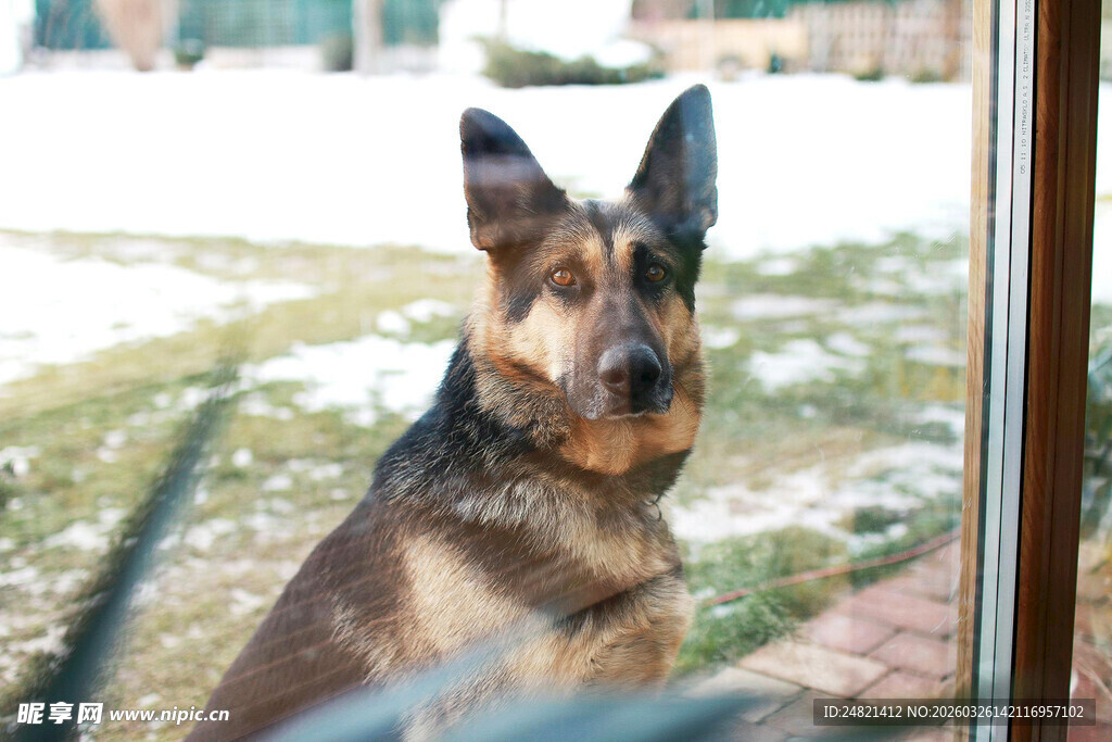 窗边的德国牧羊犬