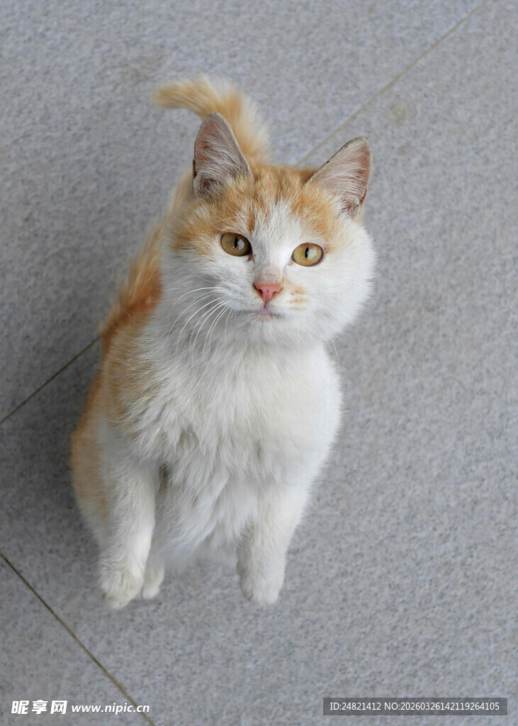 可爱橘白猫咪蹲坐