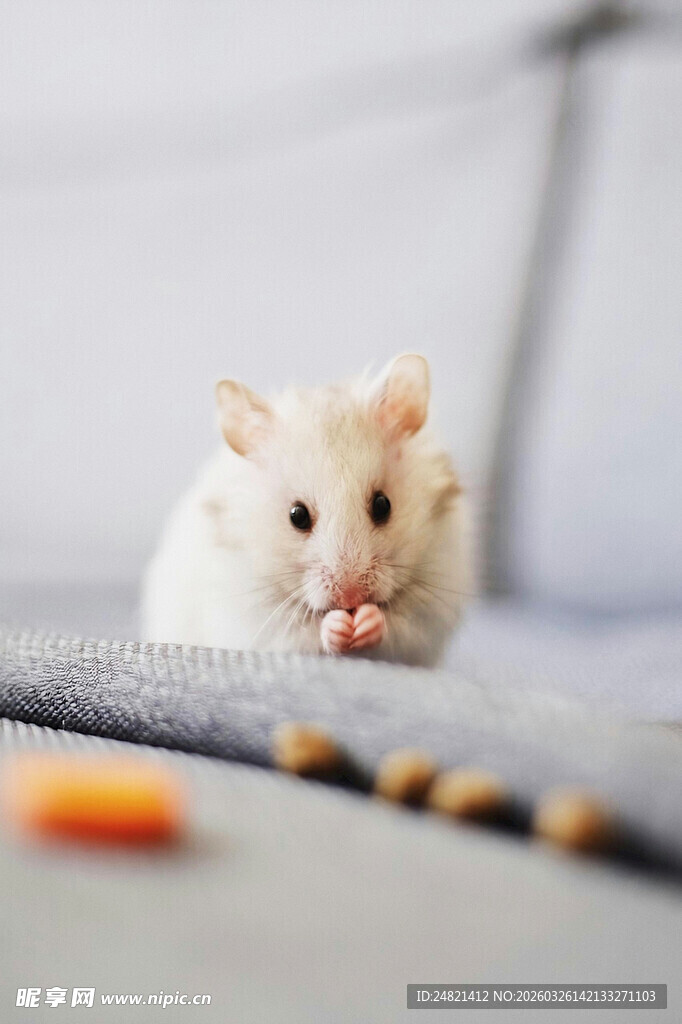 可爱仓鼠进食瞬间