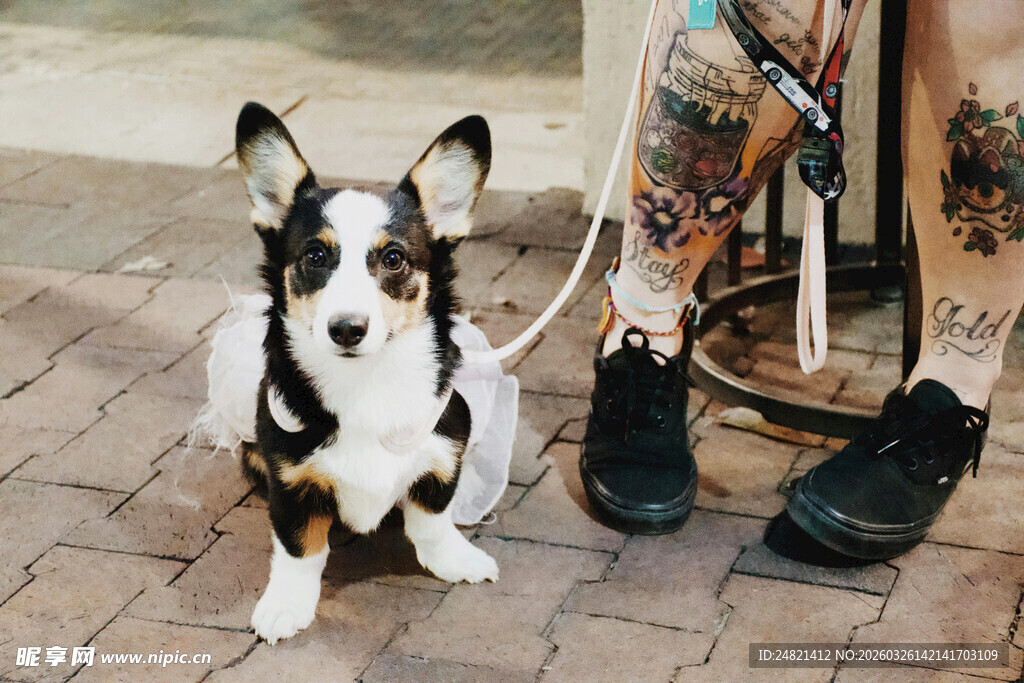 可爱柯基与主人的休闲时光