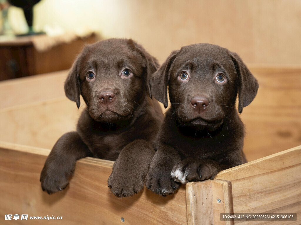 两只萌态可掬的巧克力小狗