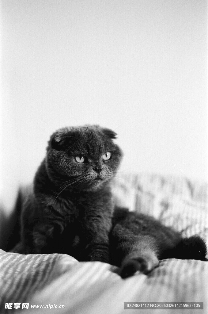 慵懒黑猫趴于柔软床面