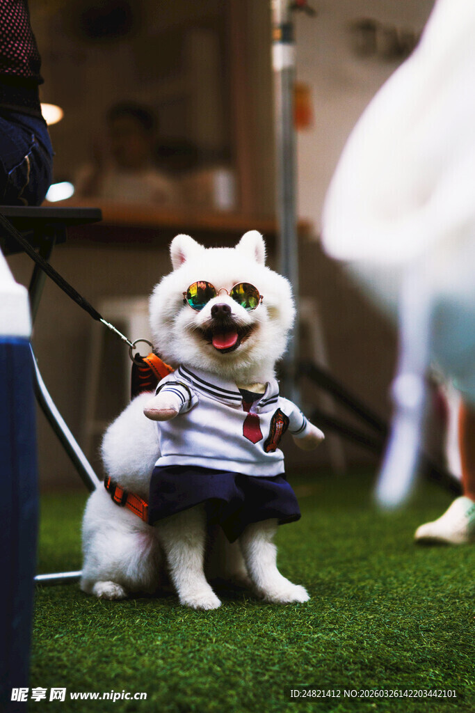 可爱萌宠小狗穿条纹衣