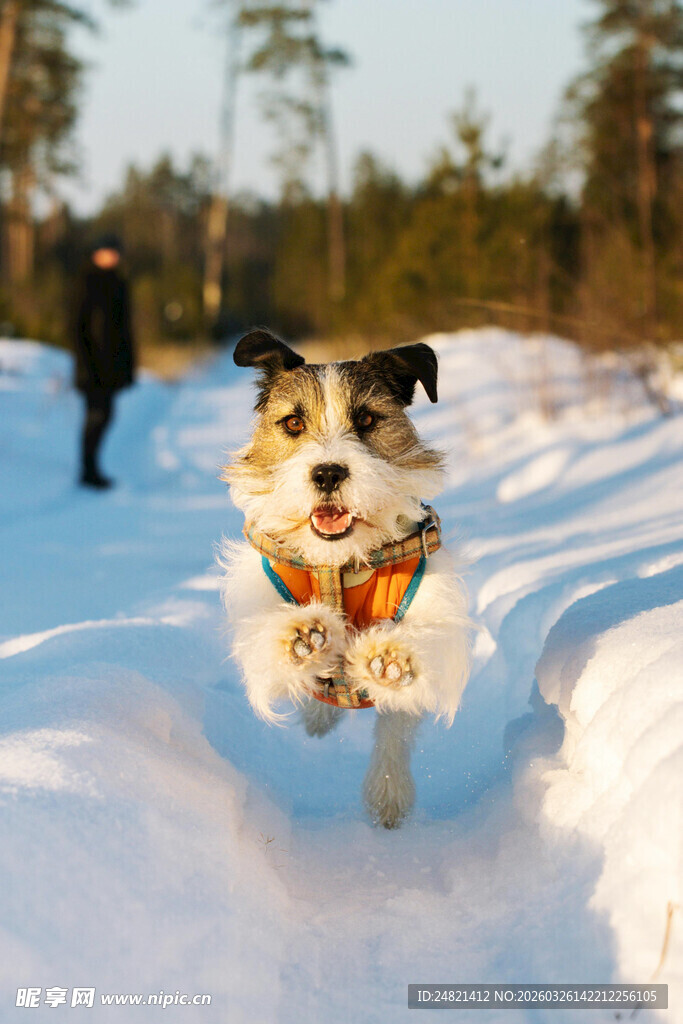 雪地中欢快跳跃的小狗