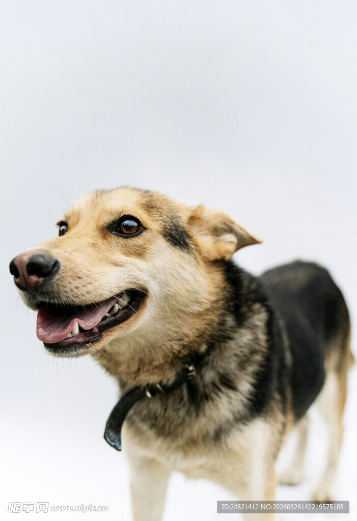 可爱微笑的混种犬