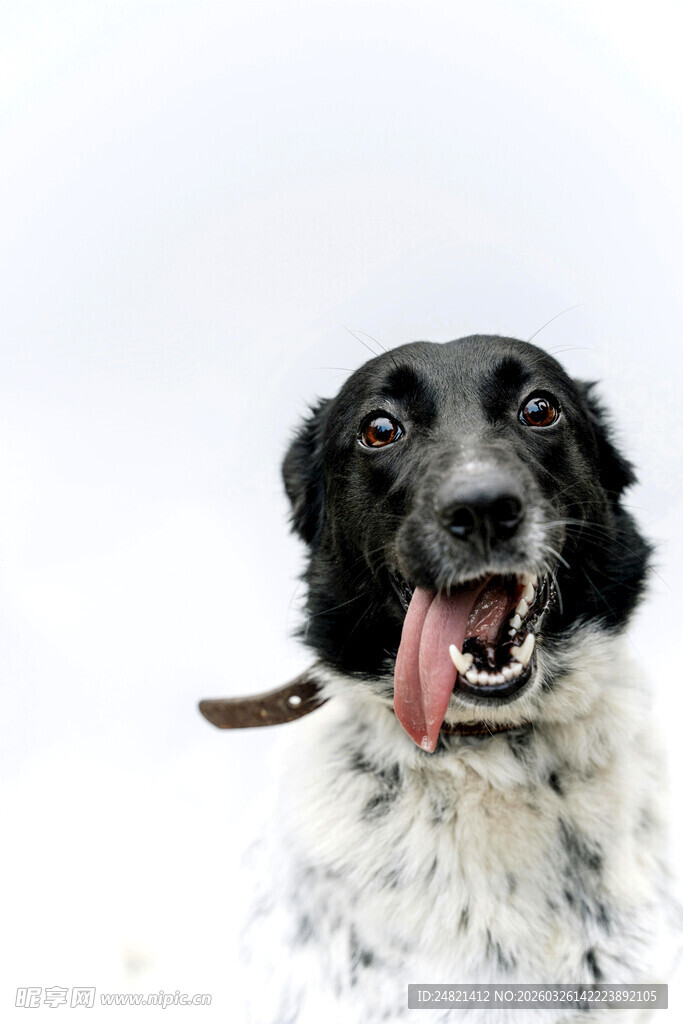 黑白萌犬吐舌咧嘴超可爱