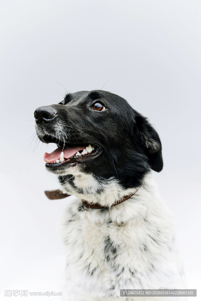 黑白萌犬仰头露齿微笑