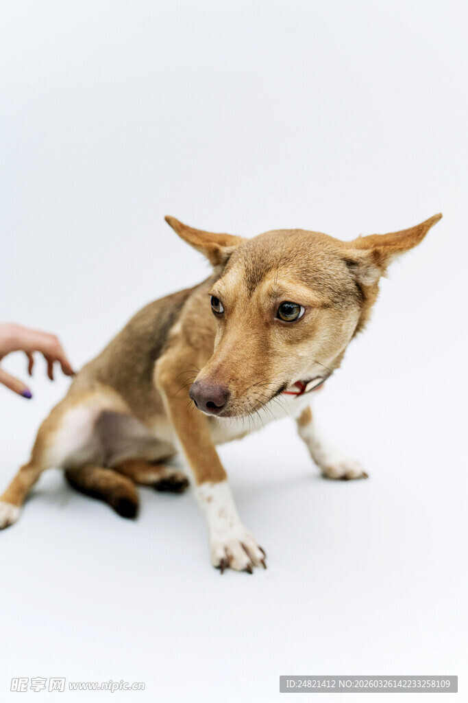 小狗被抚摸时露出疑惑表情