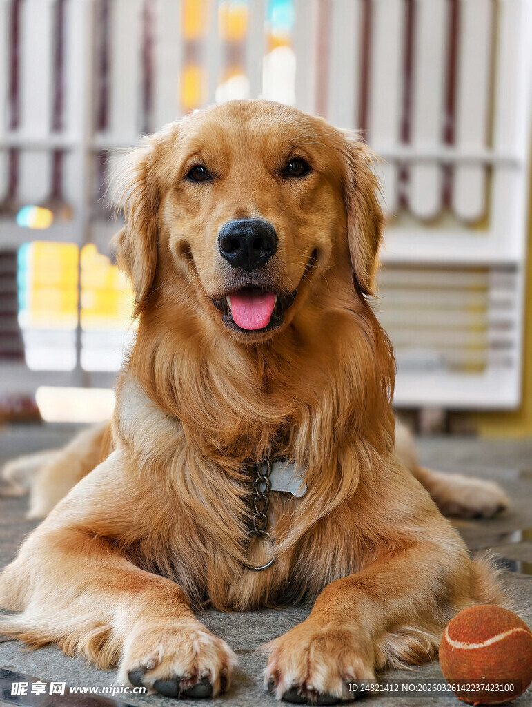 可爱金毛犬惬意趴卧