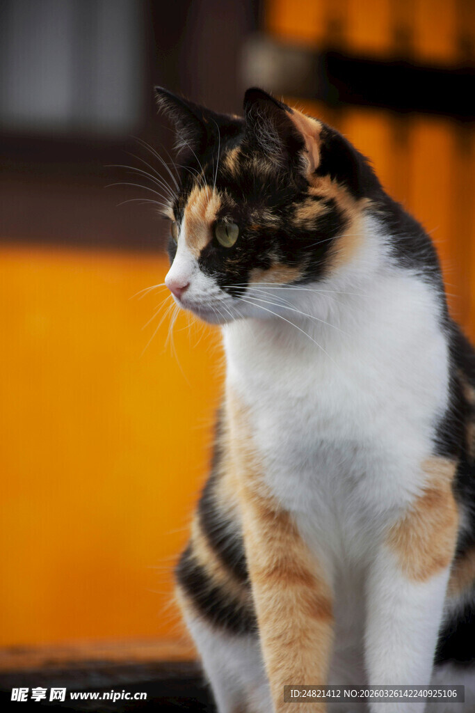 三色猫咪侧坐凝视