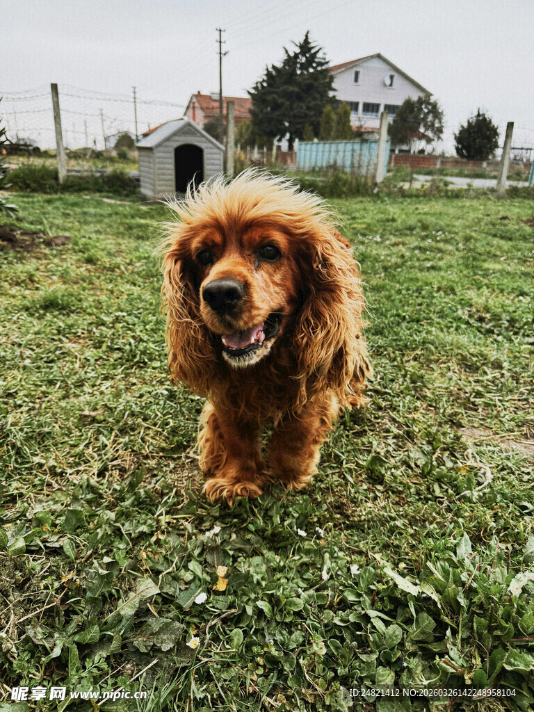 草地上的可爱棕色狗狗