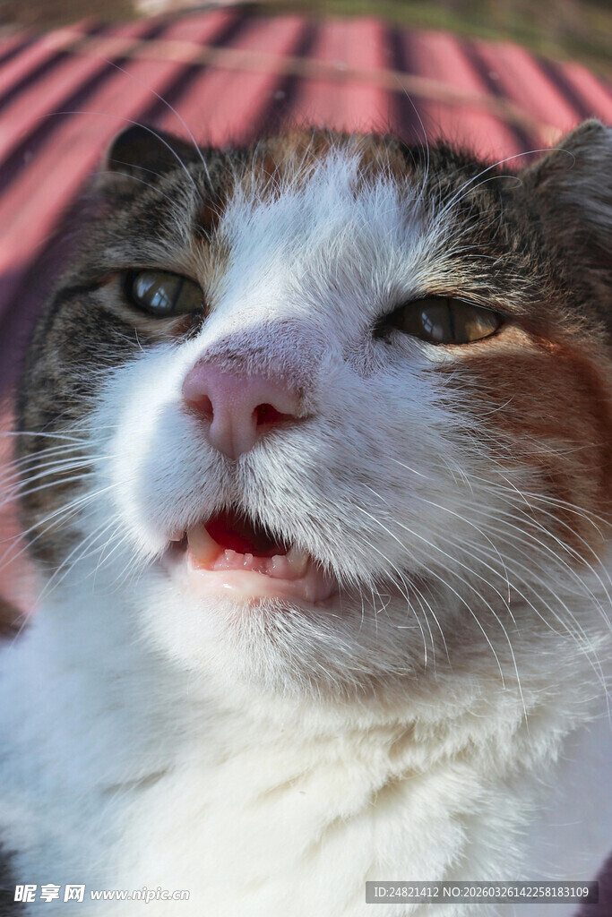 张嘴猫咪惬意躺卧